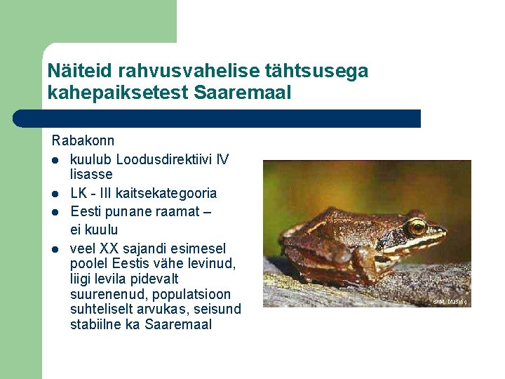 Näiteid rahvusvahelise tähtsusega kahepaiksetest Saaremaal Rabakonn l kuulub Loodusdirektiivi IV lisasse l LK -