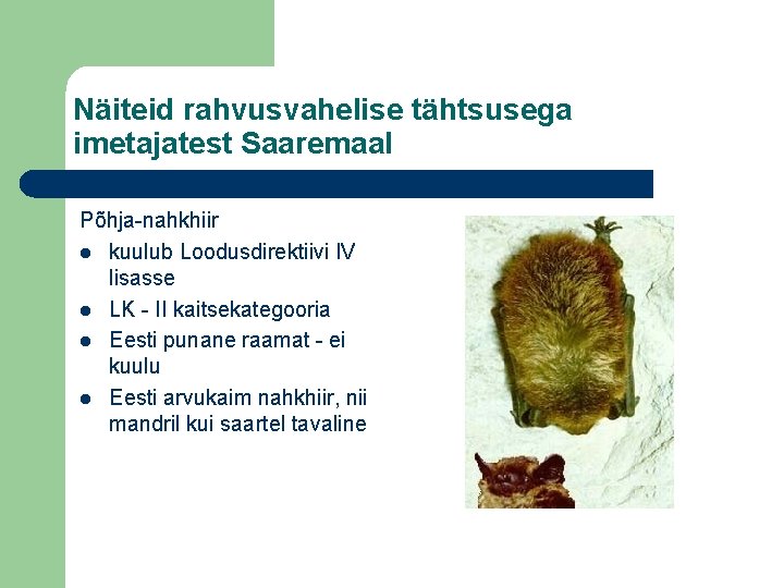 Näiteid rahvusvahelise tähtsusega imetajatest Saaremaal Põhja-nahkhiir l kuulub Loodusdirektiivi IV lisasse l LK -