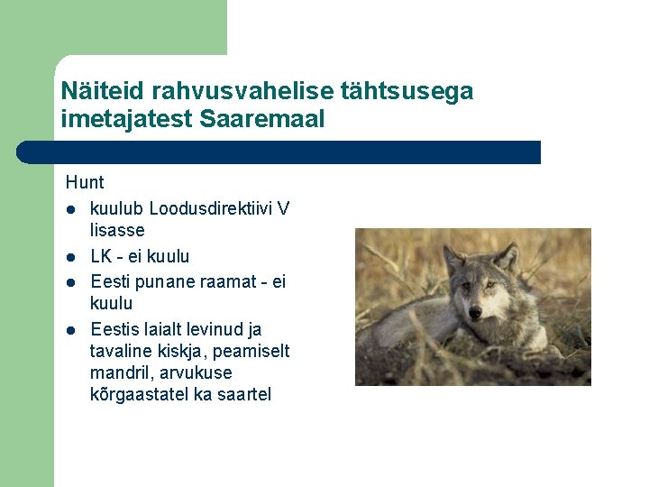 Näiteid rahvusvahelise tähtsusega imetajatest Saaremaal Hunt l kuulub Loodusdirektiivi V lisasse l LK -