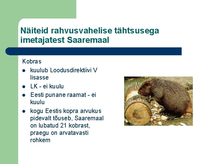 Näiteid rahvusvahelise tähtsusega imetajatest Saaremaal Kobras l kuulub Loodusdirektiivi V lisasse l LK -