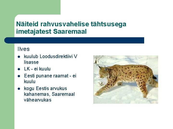Näiteid rahvusvahelise tähtsusega imetajatest Saaremaal Ilves l l kuulub Loodusdirektiivi V lisasse LK -