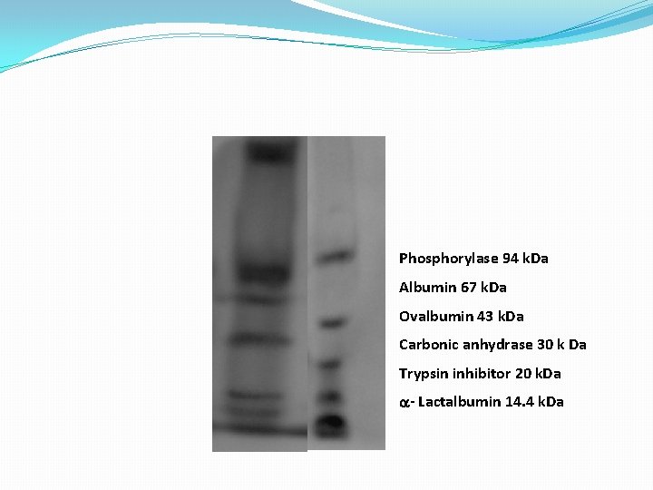 Phosphorylase 94 k. Da Albumin 67 k. Da Ovalbumin 43 k. Da Carbonic anhydrase