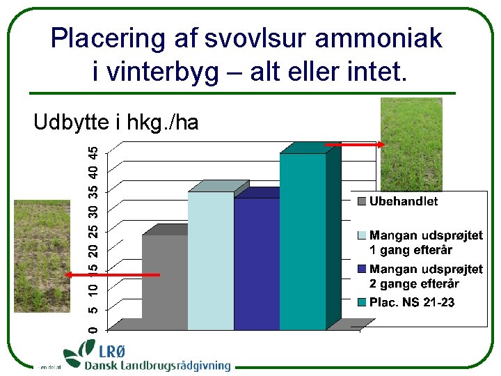 Placering af svovlsur ammoniak i vinterbyg – alt eller intet. Udbytte i hkg. /ha