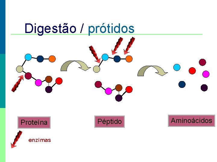 Digestão / prótidos Proteína enzimas Péptido Aminoácidos 