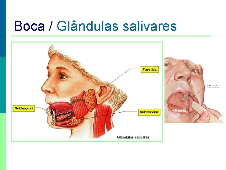 Boca / Glândulas salivares 