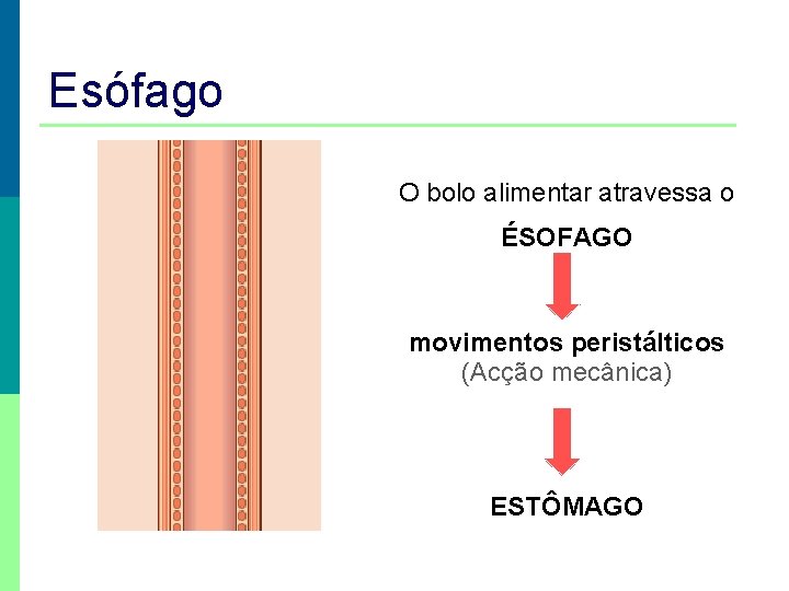 Esófago O bolo alimentar atravessa o ÉSOFAGO movimentos peristálticos (Acção mecânica) ESTÔMAGO 