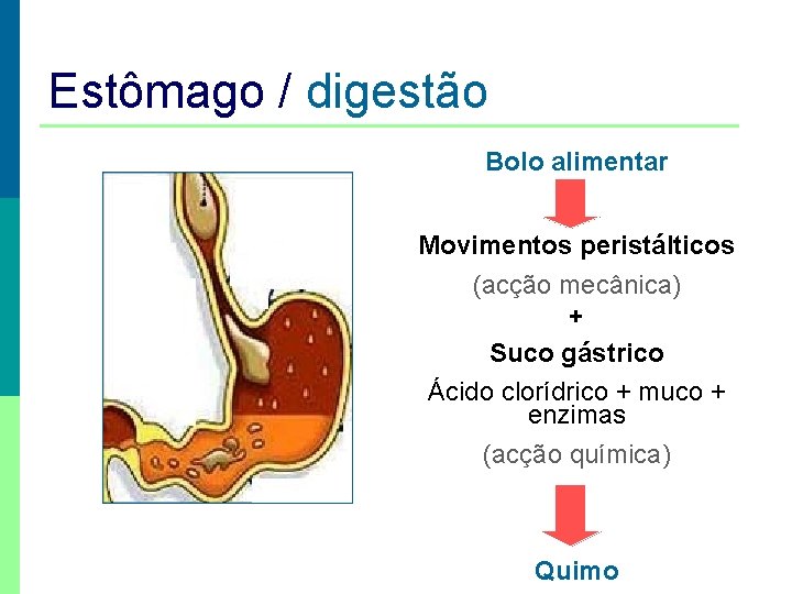 Estômago / digestão Bolo alimentar Movimentos peristálticos (acção mecânica) + Suco gástrico Ácido clorídrico