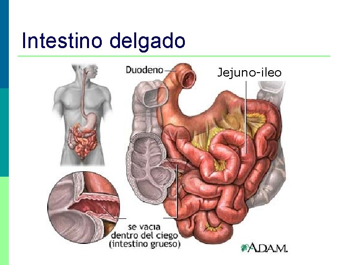 Intestino delgado Jejuno-ileo 