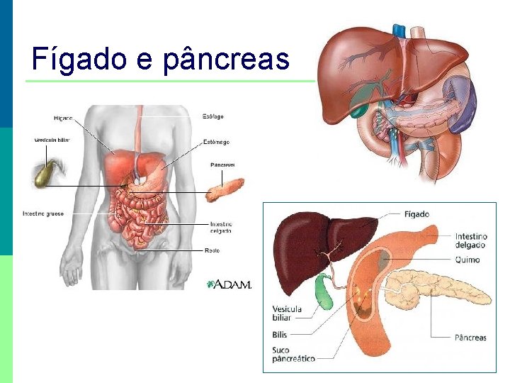 Fígado e pâncreas 