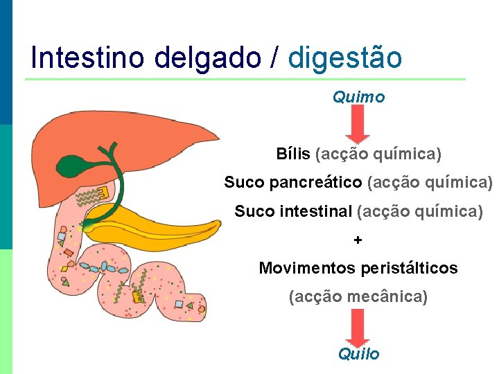 Intestino delgado / digestão Quimo Bílis (acção química) Suco pancreático (acção química) Suco intestinal