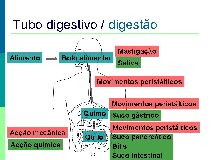 Mecanismo básico da Digestão Tubo digestivo / digestão Alimento Bolo alimentar Mastigação Saliva Movimentos