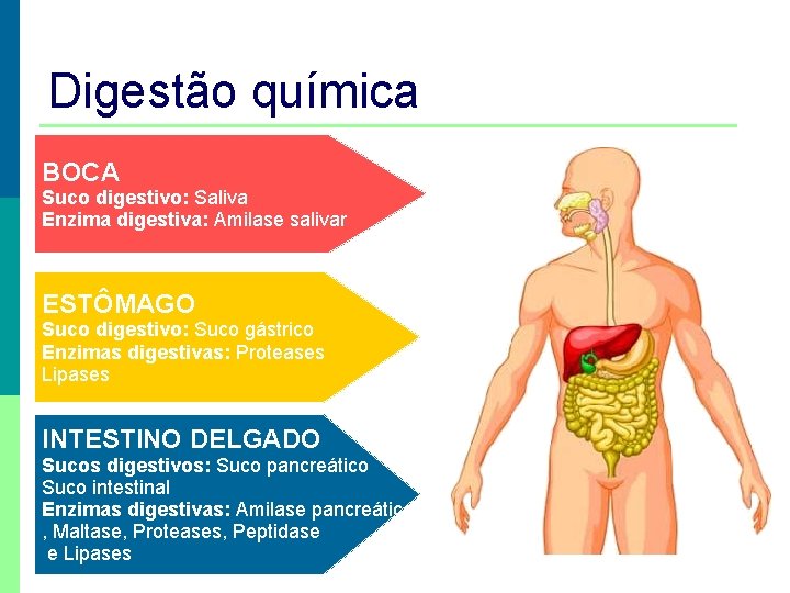 Digestão química BOCA Suco digestivo: Saliva Enzima digestiva: Amilase salivar ESTÔMAGO Suco digestivo: Suco