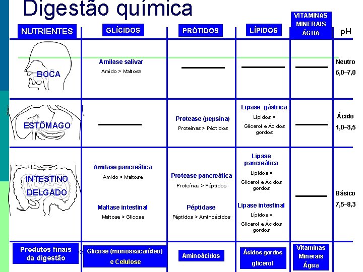 Digestão química NUTRIENTES BOCA GLÍCIDOS PRÓTIDOS LÍPIDOS VITAMINAS MINERAIS ÁGUA p. H Amilase salivar