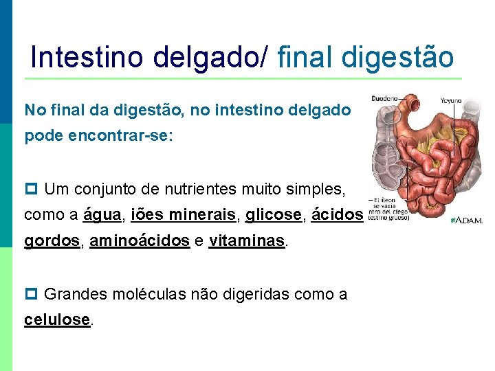 Intestino delgado/ final digestão No final da digestão, no intestino delgado pode encontrar-se: p