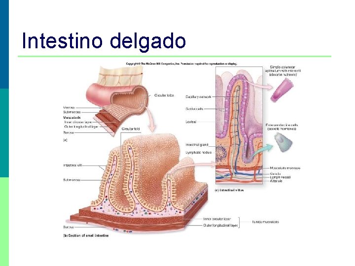 Intestino delgado 