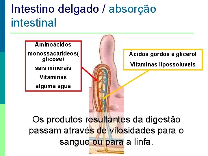 Intestino delgado / absorção Absorção Intestinal intestinal Aminoácidos monossacarídeos( glicose) sais minerais Ácidos gordos