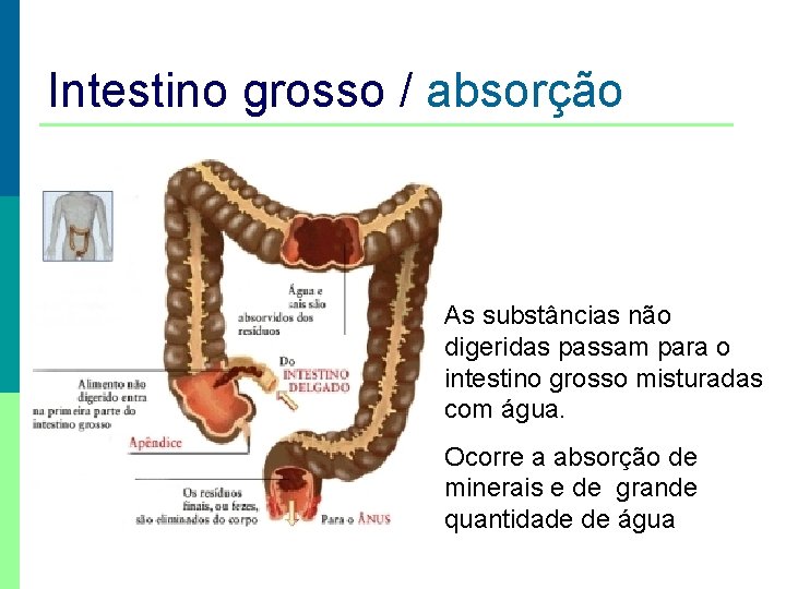 Intestino grosso / absorção As substâncias não digeridas passam para o intestino grosso misturadas