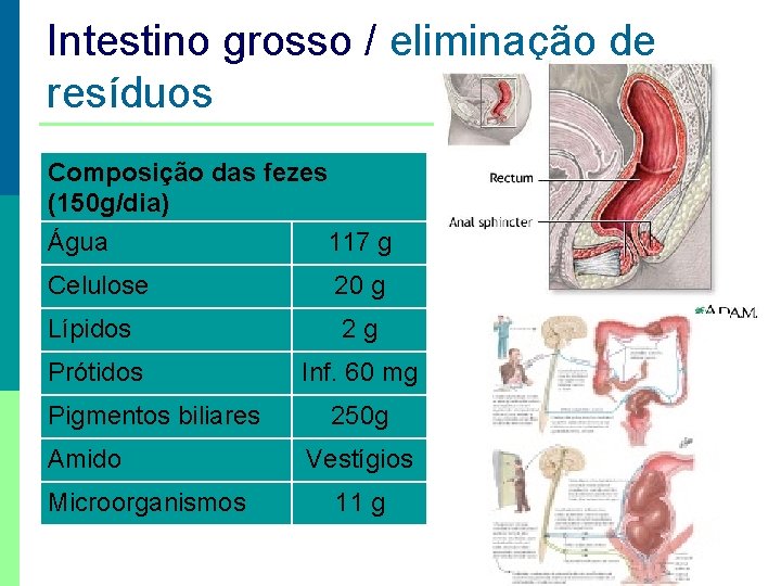 Intestino grosso / eliminação de resíduos Composição das fezes (150 g/dia) Água 117 g