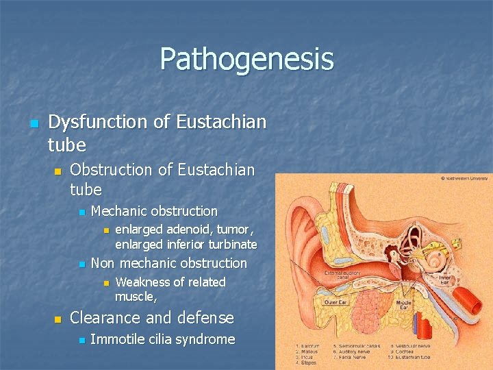 Pathogenesis n Dysfunction of Eustachian tube n Obstruction of Eustachian tube n Mechanic obstruction