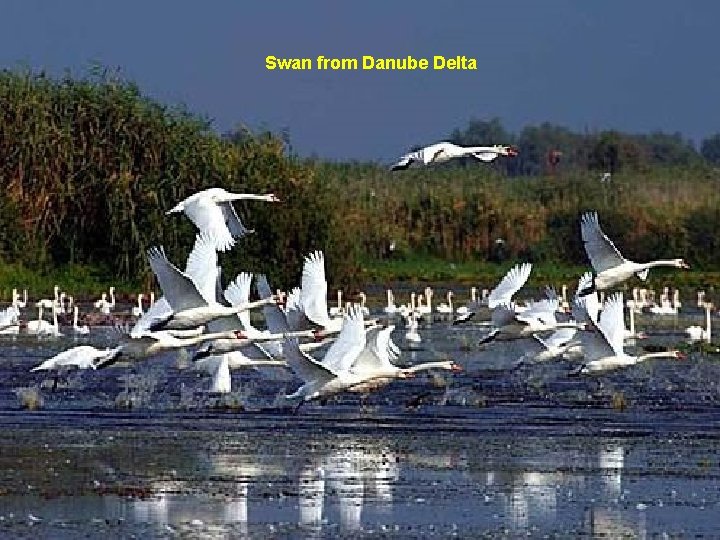 Swan from Danube Delta 