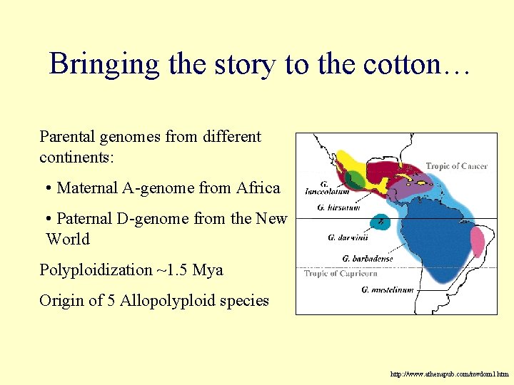 Bringing the story to the cotton… Parental genomes from different continents: • Maternal A-genome