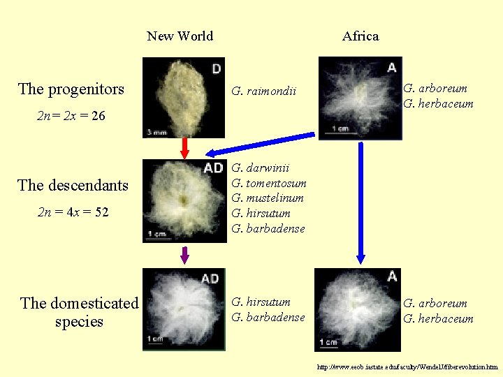 New World The progenitors Africa G. raimondii 2 n= 2 x = 26 The