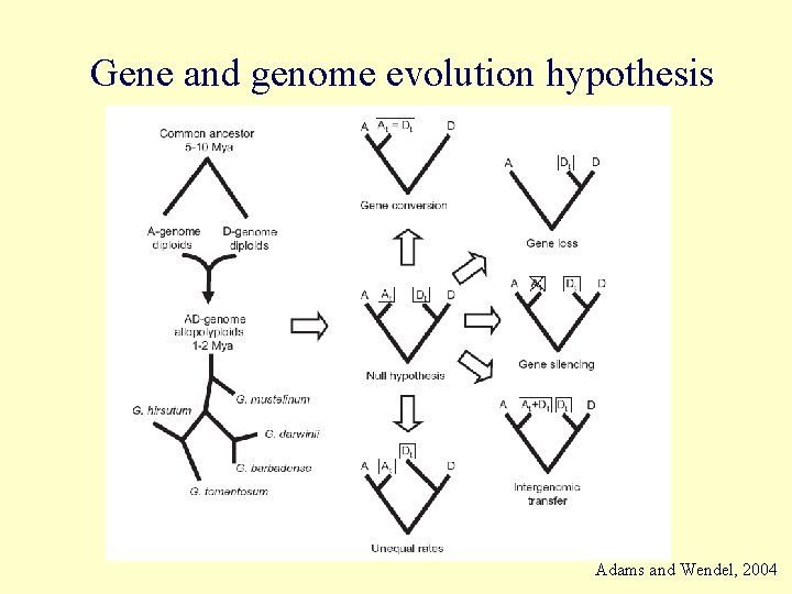 Gene and genome evolution hypothesis Adams and Wendel, 2004 