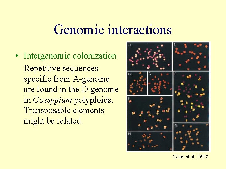 Genomic interactions • Intergenomic colonization Repetitive sequences specific from A-genome are found in the