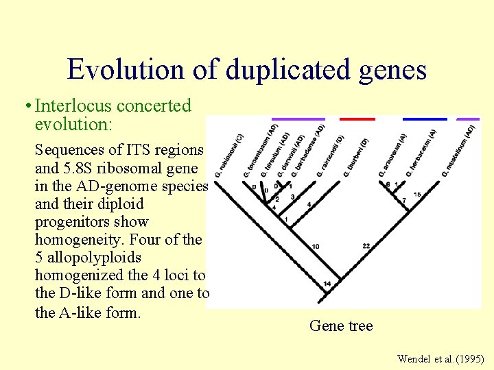 Evolution of duplicated genes • Interlocus concerted evolution: Sequences of ITS regions and 5.