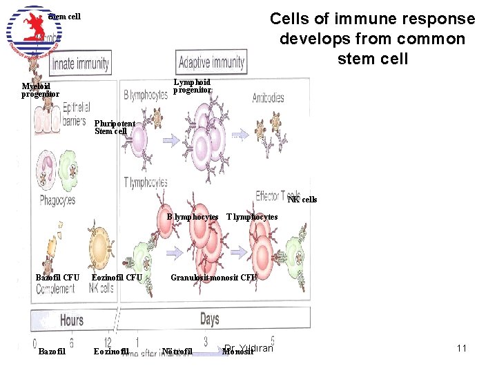 Cells of immune response develops from common stem cell e. Stem cell Lymphoid progenitor