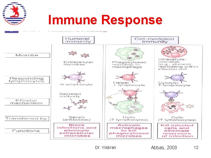 Immune Response Dr. Yıldıran Abbas, 2003 12 