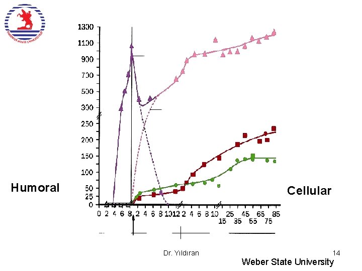 Humoral Cellular Dr. Yıldıran 14 Weber State University 