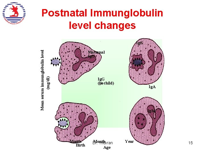 Postnatal Immunglobulin level changes Ig. G Mean serum immunglobulin level (mg/dl) Maternal Ig. G