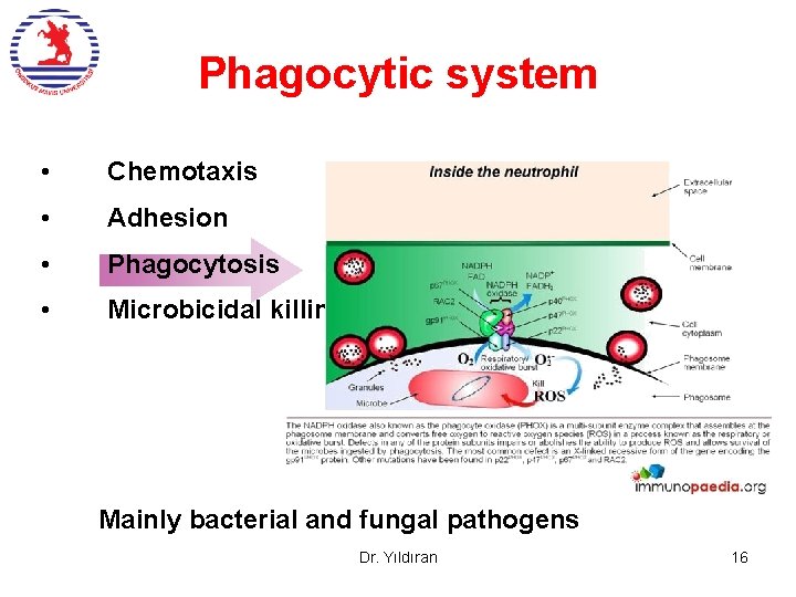 Phagocytic system • Chemotaxis • Adhesion • Phagocytosis • Microbicidal killing Mainly bacterial and