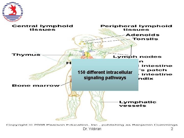 150 different intracellular signaling pathways Dr. Yıldıran 2 