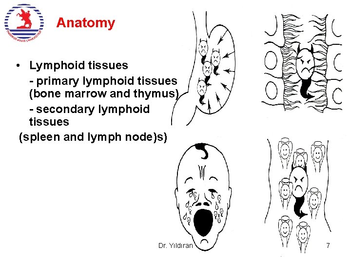 Anatomy • Lymphoid tissues - primary lymphoid tissues (bone marrow and thymus) - secondary