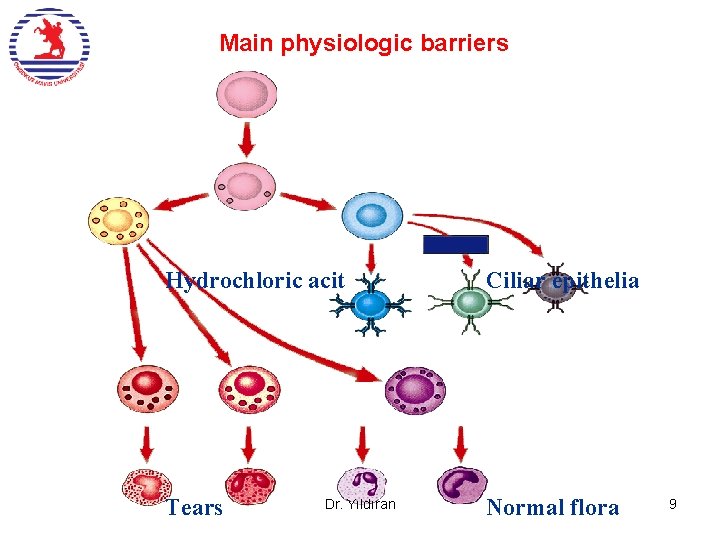 Main physiologic barriers Hydrochloric acit Ciliar epithelia Tears Normal flora Dr. Yıldıran 9 