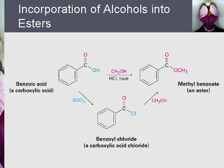 Incorporation of Alcohols into Esters 