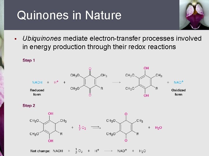 Quinones in Nature § Ubiquinones mediate electron-transfer processes involved in energy production through their