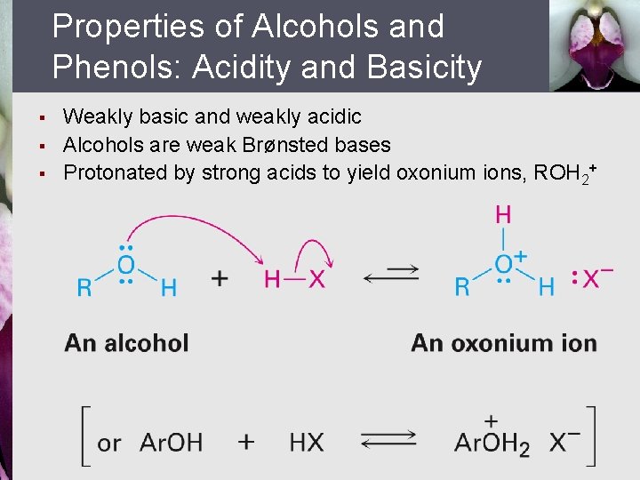Properties of Alcohols and Phenols: Acidity and Basicity § § § Weakly basic and