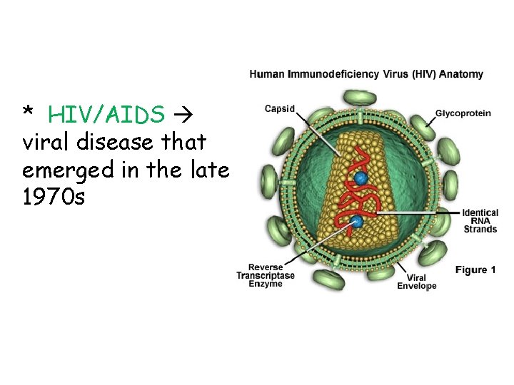 * HIV/AIDS viral disease that emerged in the late 1970 s 