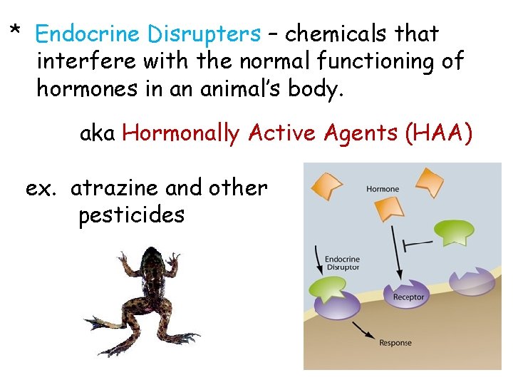 * Endocrine Disrupters – chemicals that interfere with the normal functioning of hormones in