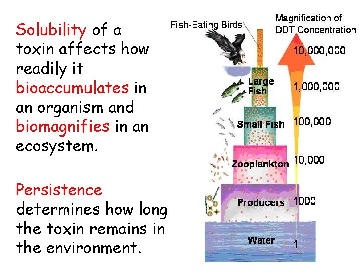 Solubility of a toxin affects how readily it bioaccumulates in an organism and biomagnifies