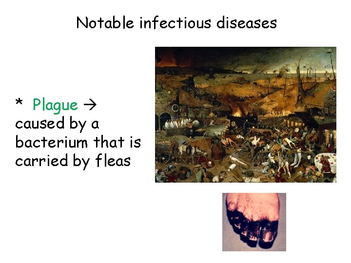 Notable infectious diseases * Plague caused by a bacterium that is carried by fleas