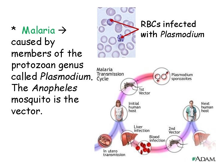 * Malaria caused by members of the protozoan genus called Plasmodium. The Anopheles mosquito