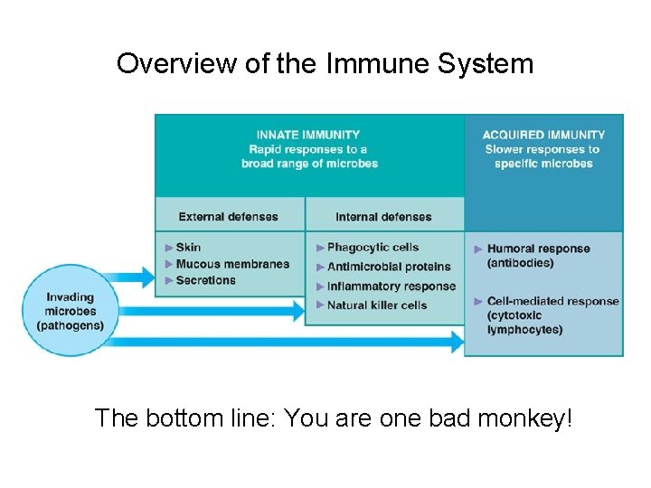 Overview of the Immune System The bottom line: You are one bad monkey! 
