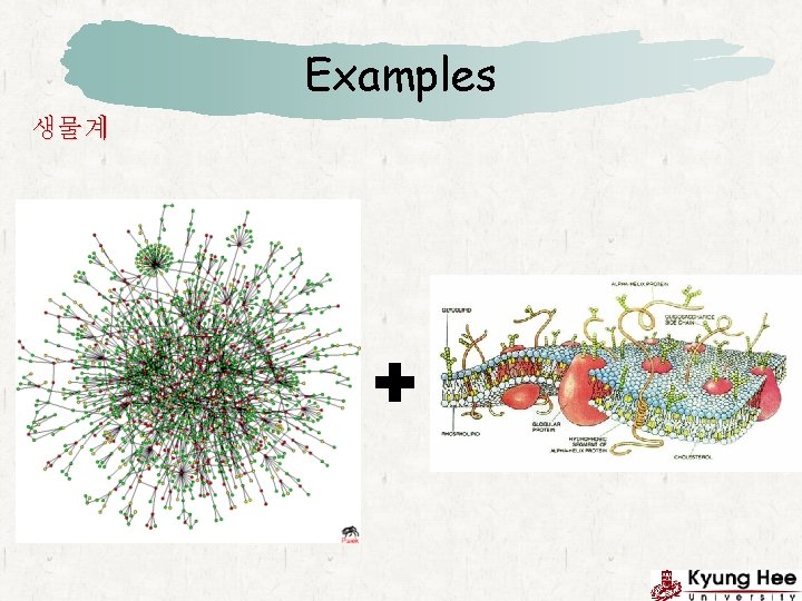 Examples 생물계 Examples 생물계