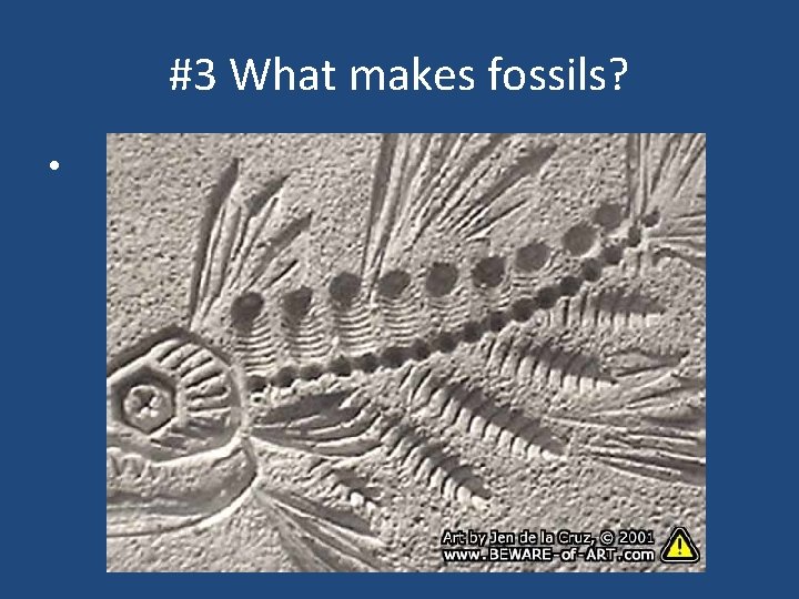 #3 What makes fossils? • 