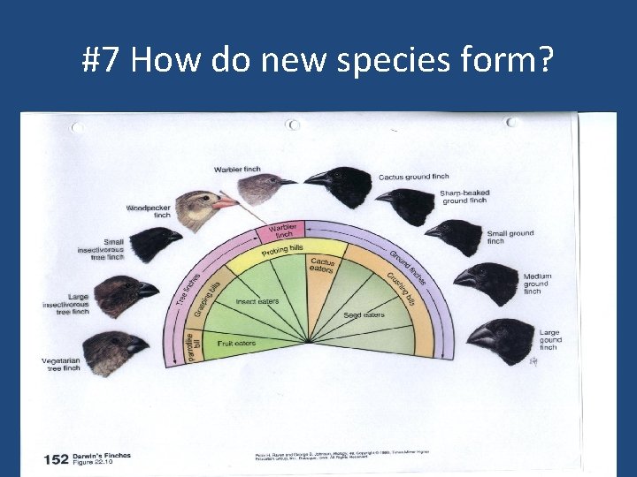 #7 How do new species form? • 