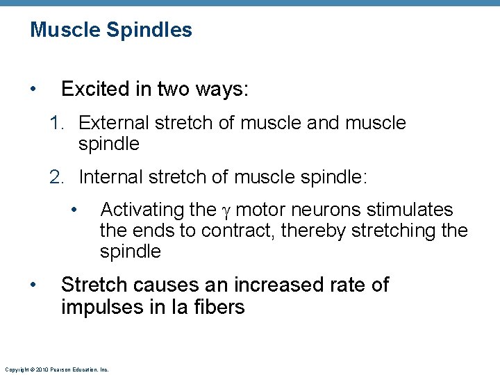Muscle Spindles • Excited in two ways: 1. External stretch of muscle and muscle